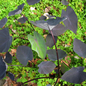 Colocasia esculenta 'Black Magic'