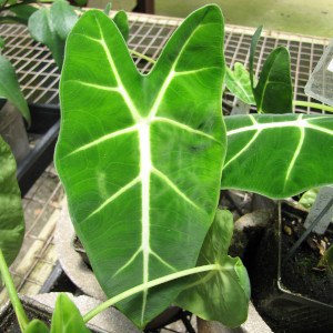 Alocasia Micholitziana 'African mask'