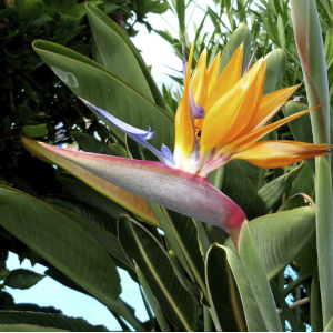 Strelitzia Nicolai