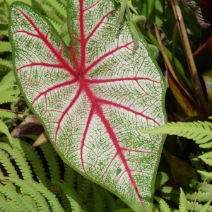 Caladium