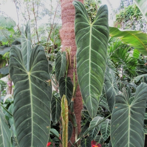 Philodendron Melanochrysum