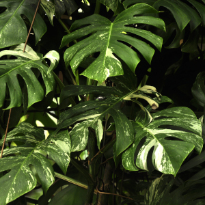 Monstera deliciosa variegata