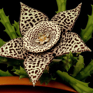 Orbea variegata