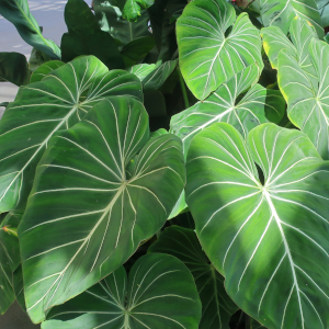 Philodendron Gloriosum