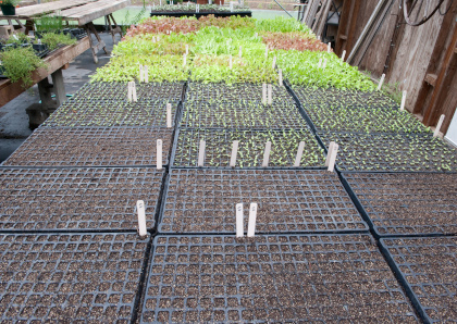 Plants in the greenhouse