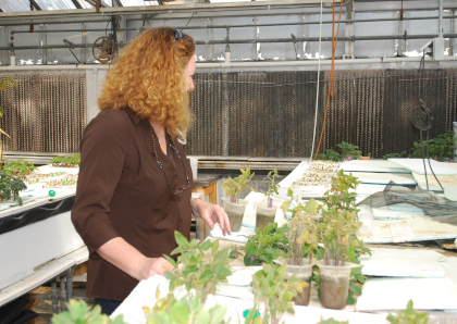 Worker in the greenhouse