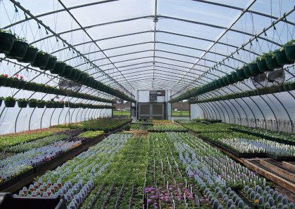 Plants inside greenhouse