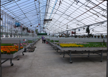 Plants inside greenhouse